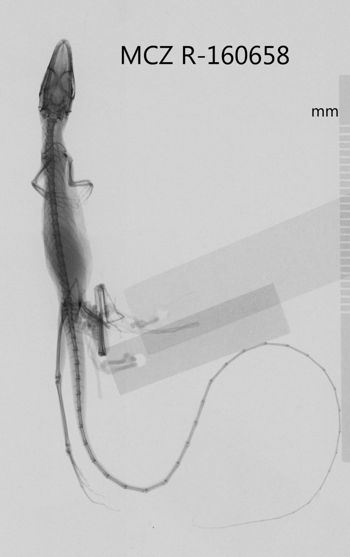Media type: image;   Herpetology R-160658 Aspect: dorsoventral x-ray